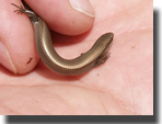 Ablepharus kitaibeli